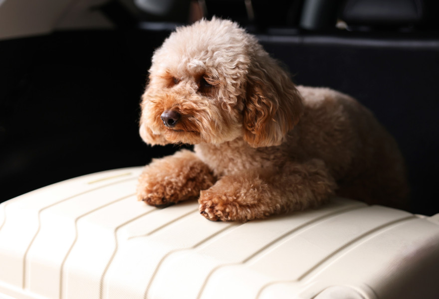 media.Slide_Pet_1Hotel_Sporting_Rimini