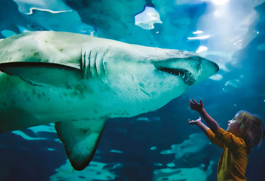 media.Slide_AcquarioCattolica_Hotel_Sporting_Rimini